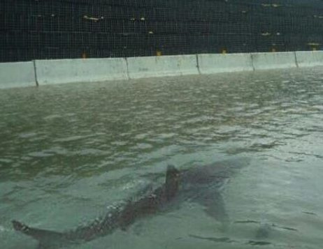 streetshark Politifact Aug 28 2017